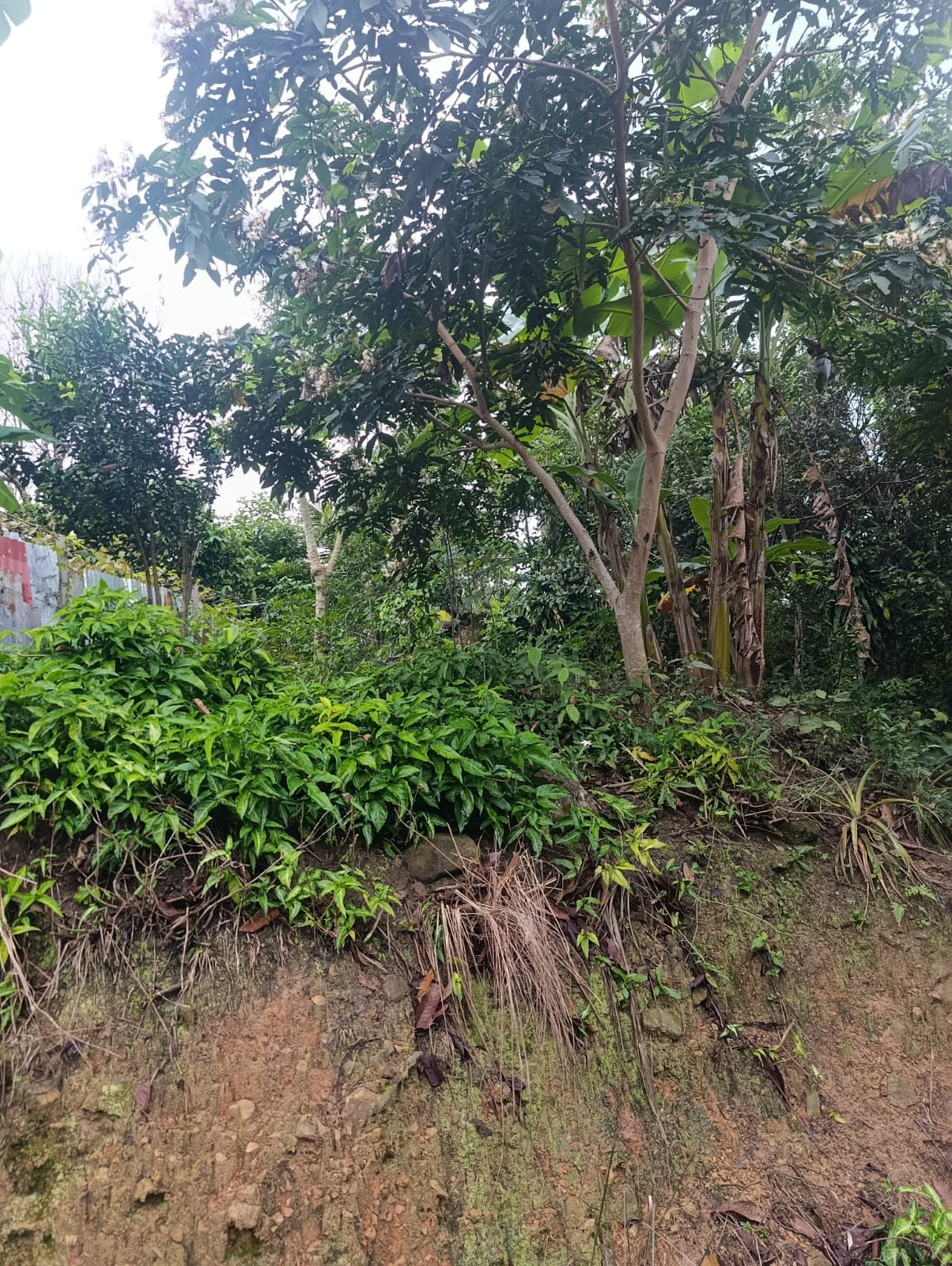Lote a 1 cdr de la plaza de san Antonio en Morales- Tarapoto