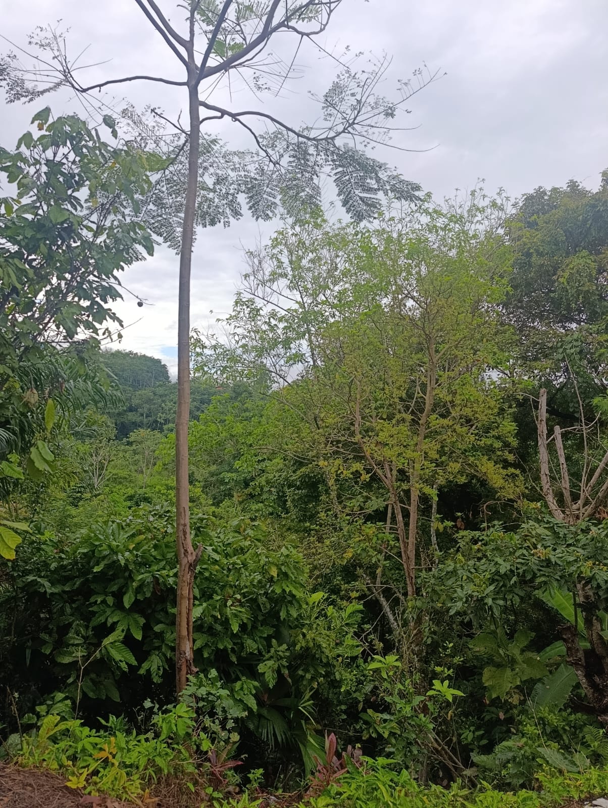 Lote a 1 cdr de la plaza de san Antonio en Morales- Tarapoto