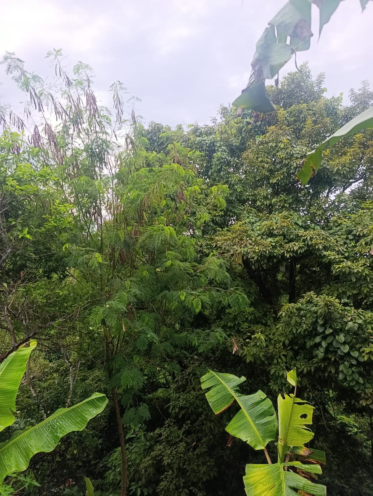 Lote a 1 cdr de la plaza de san Antonio en Morales- Tarapoto