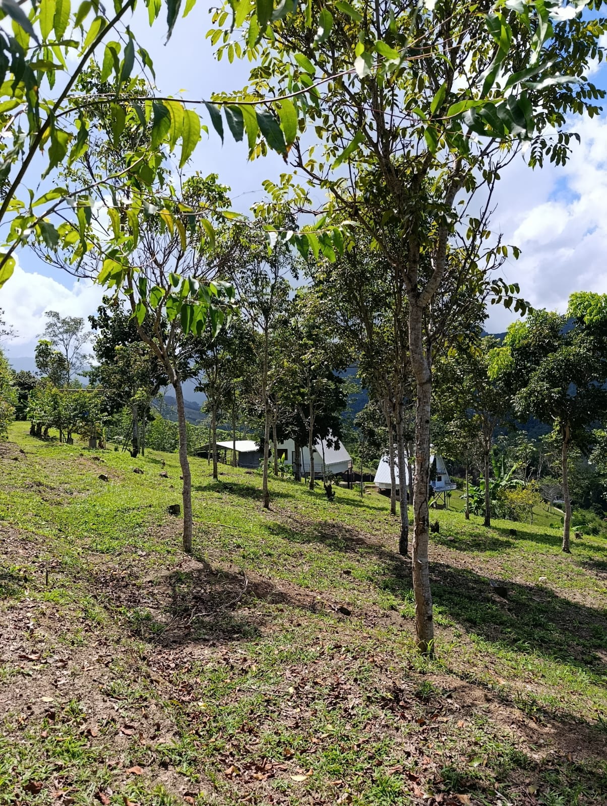 OPORTUNIDAD DE INVERSIÓN TURÍSTICA Y AIRBNB EN TARAPOTO 🌿✨