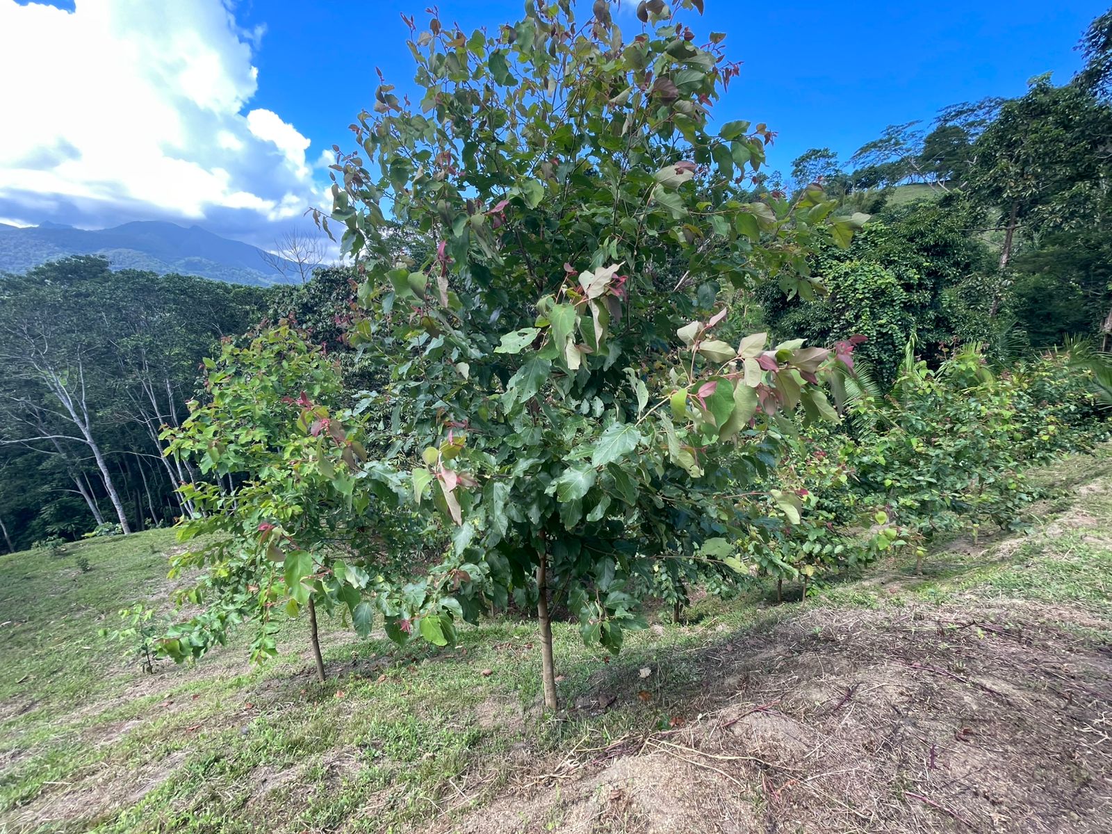 OPORTUNIDAD DE INVERSIÓN TURÍSTICA Y AIRBNB EN TARAPOTO 🌿✨